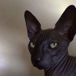 黑猫科技的头像-黑猫科技云网创